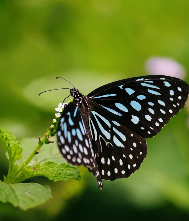 Butterfly Ballet